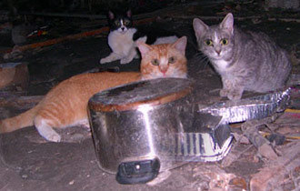 Cats left behind after Hurricane Katrina rummage for food amid debris under gutted homes 330x210