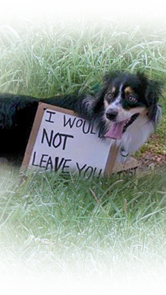 Shannon dog with sign, I would not leave you, at rally 239x425