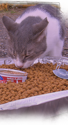 Gray and white cats are among animals documented and fed on a Kinship Circle aid route in New Orleans area 239x650