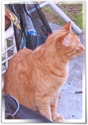 An orange cat is sighted along a Kinship Circle food water route in Upper 9th Ward East 287x406