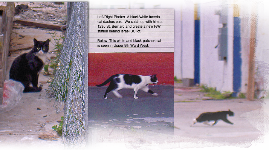 Many black white cats seen and fed in Upper 9th Ward West, New Orleans 900x504