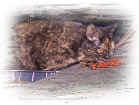 A tortie cat hiding under a gutted home is fed and documented in Upper 9th Ward West, NOLA 450x342