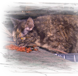 tortie cat hiding under gutted home is fed and documented in Upper 9th Ward West, NOLA 330x320