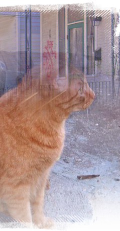 an orange cat documented along a Kinship Circle food water route in Upper 9th Ward East 239x460