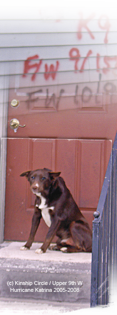 a dog waits on doorsteps in Upper 9th Ward West 239x640