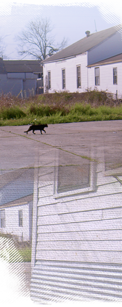 We catch up with this roaming cat in Upper 9th West to feed him and others 239x600