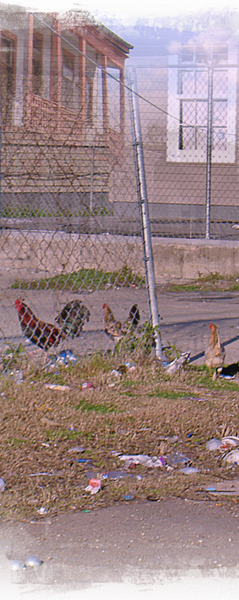 chickens are found wandering Upper 9th Ward West, New Orleans 239x600