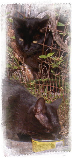 black cats are fed and documented along a Kinship Circle aid route in New Orleans 241x530