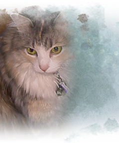 Beautiful Rebekkah, a rescued longhair tri tabby dilute cat 239x275
