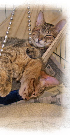 Rescued kittens at ARNO are fast asleep behind dangling Mardi Gras beads 239x460