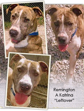 Remington, a hurricane survivor whose leg was amputated, now faces death at Virginia shelter unless rescued 268x353