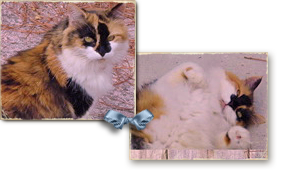 Minnie, a long hair calico cat, was seen at her New Orleans home prior to Katrina and possibly rescued but now lost in the system 293x170