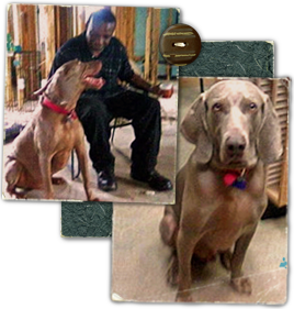 Tmax, a Weimaraner, goes home to Roy, a Katrina evacuee who was stunned and wept when told his dog was found in Virginia 268x281