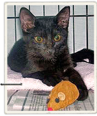 This black kitten beauty was the only survivor of a post Katrina feral dog pack attack 195x231