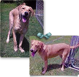 Sam, a Yellow Lab Mix, was found in Algiers post Katrina then sent through Humane Society Mississippi 268x261
