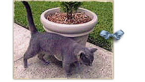 The family of Ash last saw their gray kitty outside their Lakeview area home in New Orleans just before Katrina hit 293x166