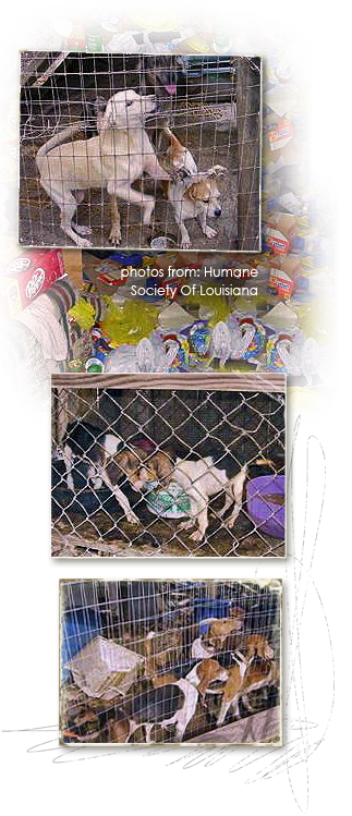 Dogs are found in deplorable conditions at a private residence in Springfield, LA 323x749