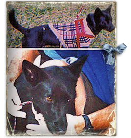 Noche, a small Shepherd mix, was last seen in New Orleans Superdome 268x281