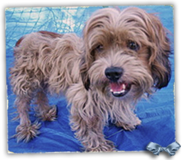 Romeo, a Lhasa Apso mix, was photographed at Best Friends Katrina Animal Rescue Camp in Tylertown, MS, but is now lost in the system with his person praying for his safe return 268x232