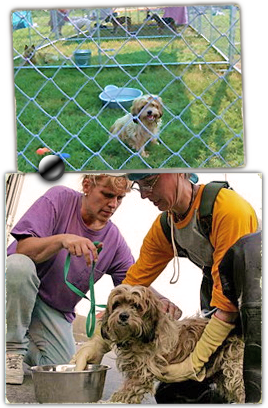 Evacuee Carolyn Hawkins pleads for the return of her Lhasa mix Romeo, seen here as alive and rescued at Best Friends site after Katrina 268x408