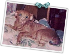 Howie is a chubby Chihuahua poodle mix missing from a Northeast New Orleans trailer park since Katrina 239x180