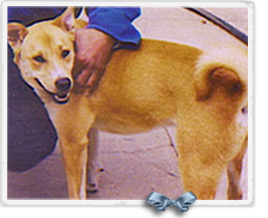 Nitro, a Terrier Basenji Akita mix, was a frisky 8 year old dog not seen since Katrina 268x218