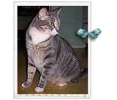 Gretchen, a found Hurricane Katrina victim, is now a full figured gray white tabby looking for her people 239x205