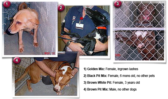If you can save any dogs in this photo, all to be gassed at Jefferson Parish Animal Shelter, reply quickly 591x350