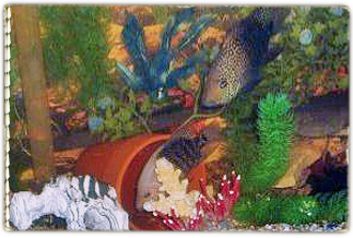 Saved after Katrina, a family of fishes need homes 323x218