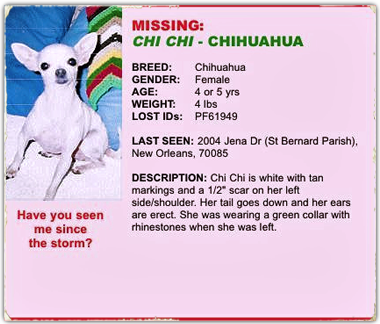 searching since Katrina, where is Chi Chi? 380x324