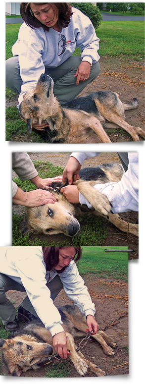 Dogs Deserve Better founder Tammy Grimes was arrested for aiding a dying chained dog renamed Doogie 293x775