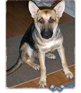 Tera is a German Shepherd lost in the Katrina animal tracking system 268x308