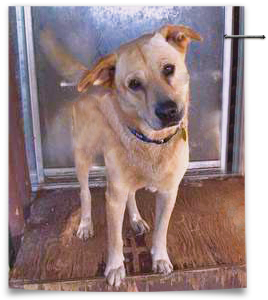 heartworm treatment killed katrina dog Noah 268x300
