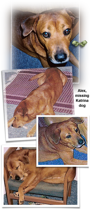 Alex is a missing lab chow mix last seen after Katrina when a door was broken down 293x675