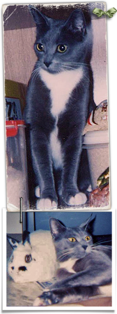 Raffie is a missing gray shorthair cat 239x640