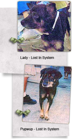 Lady and Pupwup, mom and son dogs, were rescued after Katrina but are now lost in the system 248x479