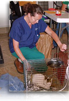 Dr. Celeste Gilbert tranquilizes a kitty to undergo sterlization 239x349