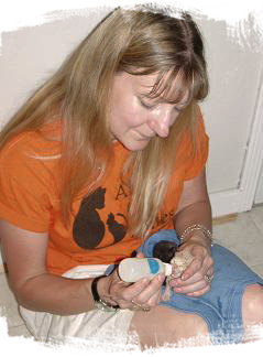 Kathy Krisitch bottle feeds kittens for Alley Cat Allies Feline Frenzy spay neuter event 239x324