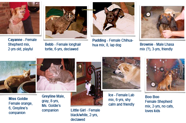 A terminally ill Louisiana woman seeks homes for her dogs and cats 600x396