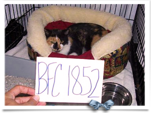 Calico cat Samantha, a beloved family member from a flood damaged New Orleans home, is lost in the system 300x224