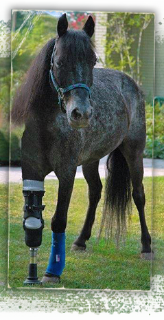 Molly, a Katrina rescued pony, gets a prosthetic leg 239x465