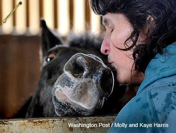 Molly, a Katrina rescued pony, gets a prosthetic leg 350x265