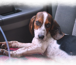She is placed in the car, scared but safe 268x230