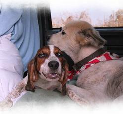 The rescued animals comforted each other in the car 248x230