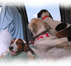 As the group of rescued animals got bigger, they snuggled in the car together 248x230