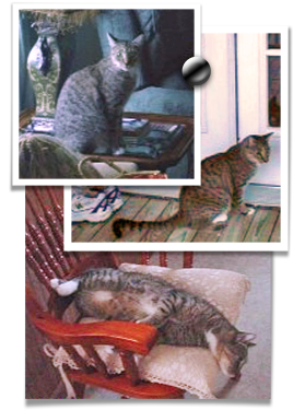 George is a large gray brown tabby last seen 8/29/05 after Katrina 268x375