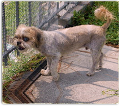 Buddy is a sweet little Shih Tzu who needs a foster home 241x216