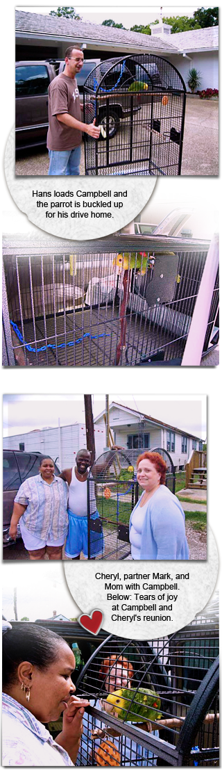 After Katrina hardship and loss, Cheryl reunites with Campbell, a Double Yellow Headed Amazon parrot 320x1109