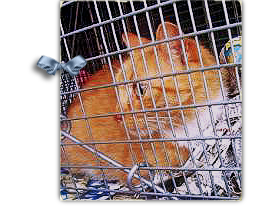 A beautiful scared orange cat was found in the Lakeview suburb of New Orleans 268x207