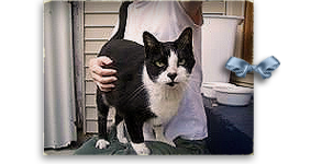 Angus, a tuxedo cat originally at a temp New Olreans shelter, wonders where his real family is 293x150